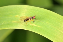 Anaphalantus longicornis