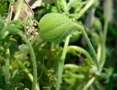 Blumenbachia insignis
