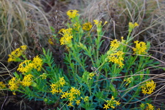 Lasiosiphon capitatus