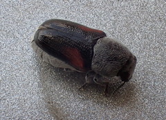 Megalostomina