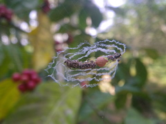 Zosis geniculata