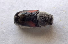 Megalostomina