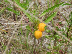 Physalis angustifolia