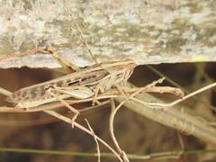 Schistocerca americana