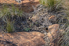 Pronolagus randensis