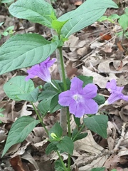 Ruellia strepens