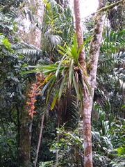 Guzmania multiflora