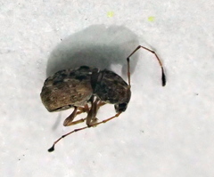 Discotenes nigrotuberculata