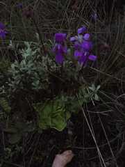 Pinguicula moranensis
