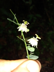 Passiflora gracillima