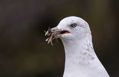 Cambarus bartonii bartonii