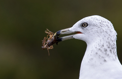 Cambarus bartonii bartonii