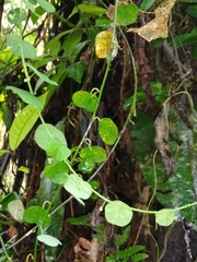 Passiflora gracillima