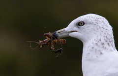 Cambarus bartonii bartonii