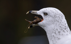 Cambarus bartonii bartonii