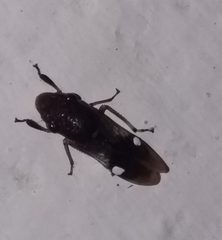 Homalodisca ichthyocephala