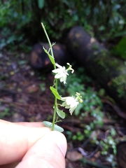 Passiflora gracillima