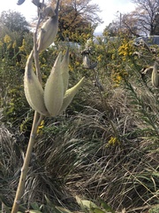 Asclepias syriaca