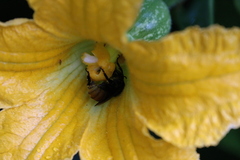 Xenoglossa gabbii
