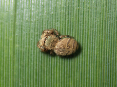 Rhene flavicomans