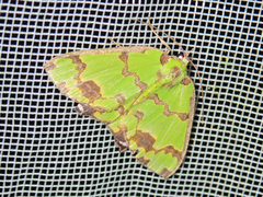 Agathia lycaenaria