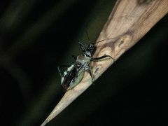 Biasticus flavus
