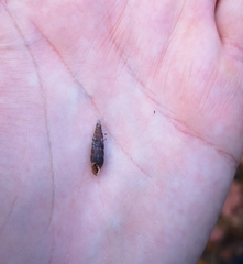 Macrogastra ventricosa