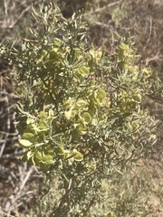 Atriplex canescens