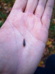 Macrogastra ventricosa