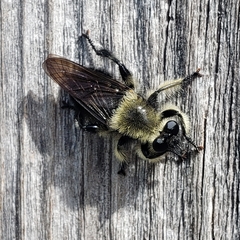 Laphria affinis