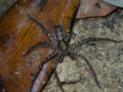 Heteropoda amphora