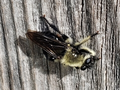 Laphria affinis