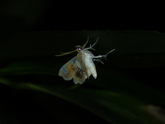 Musotima suffusalis