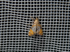 Nymphicula