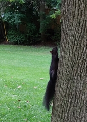 Sciurus carolinensis