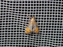 Nymphicula