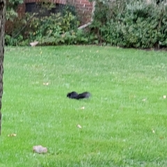 Sciurus carolinensis