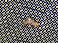 Nymphicula