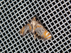 Nymphicula