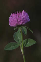Trifolium pratense