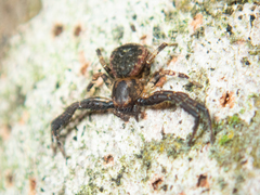 Pycnaxis