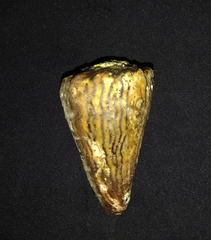 Conus princeps