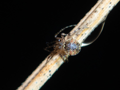 Platnickina maculata