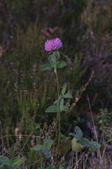 Trifolium pratense