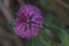 Trifolium pratense