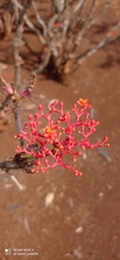 Jatropha podagrica