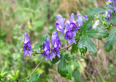 Aconitum grossedentatum