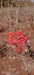 Jatropha podagrica