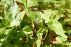 Platycheirus albimanus