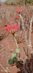 Jatropha podagrica